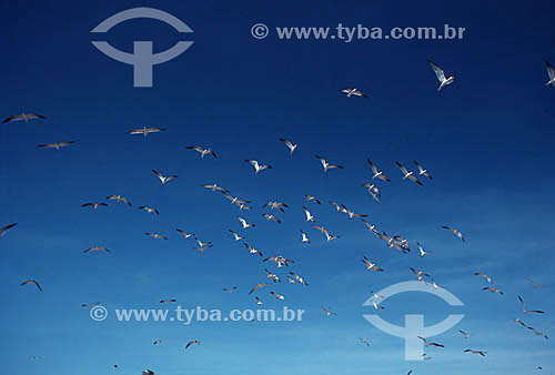  Birds flying - Brazil 