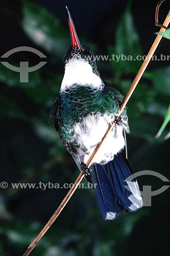  Hummingbird - Atlantic Rainforest - Brazil 