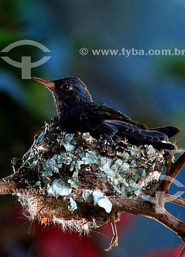  (Eupetomena macroura) Young Swallow-tailed hummingbird in its nest - Atlantic Rainforest - Rio de Janeiro state - Brazil 