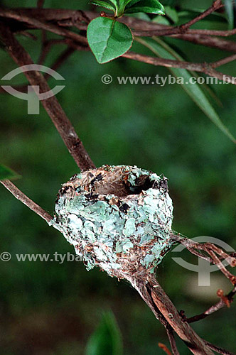  Hummingbird nest - Atlantic Rainforest - Brazil 