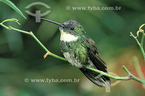  Birds - White-throated Hummingbird (Leucochloris albicollis) - Serra do Caparao - Minas Gerais state - Brazil 