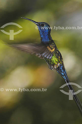  (Eupetomena macroura) Swallow-tailed hummingbird  - Atlantic Forest - Rio de Janeiro state - Brazil 