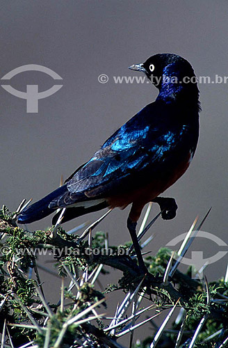  (Lamprotornis purpuropterus, fam. Sturnidae Starlings) - Rüppell`s Long-Tailed Starling - Brazil 