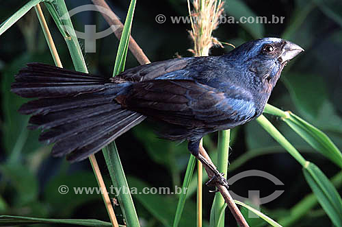  (Passerina brissonii) - Ultramarine Grosbeak - Brazil 