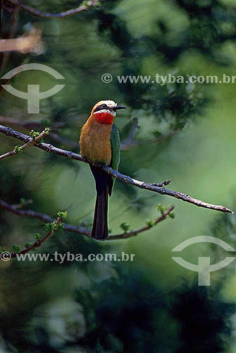  White Fronted Bee-eater (Merops bullockoides) - Africa 