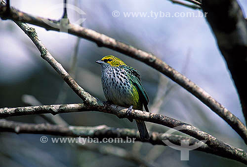  Spotted Tanager (Tangara punctata) - Henri Pittier National Park - Venezuela 