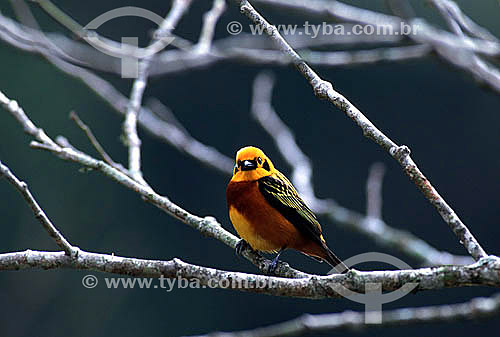  (Tangara arthus) Golden Tanager - Henri Pittier National Park - Aragua state - Northern Venezuela 