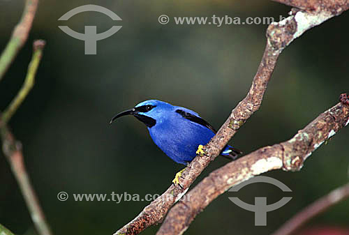  (Cyanerpes caeruleus) Yellow-legged Honeycreepers - Asa Wright Nature Center - Trinidad - Trinidad & Tobago  