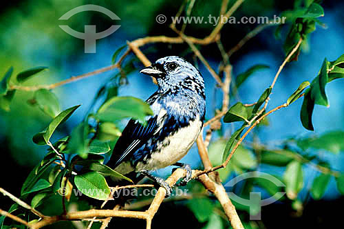  (Tangara mexicana brasiliensis) Turquoise Tanager - Brazil 