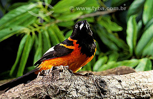  (Icterus icterus croconotus) Troupial - Brazil 