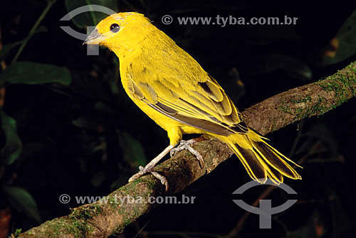  (Sicalis flaveola) - Saffron Finch - Brazil 