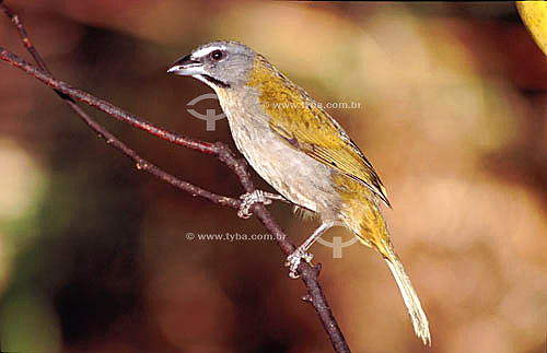  (Saltator similis) - Green-Winged Saltator - Brazil 