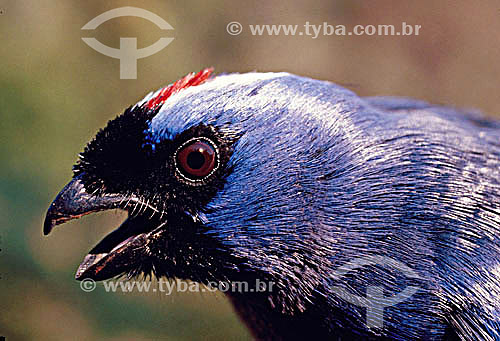  (Stephanophorus diadematus) Diademed Tanager - south of Brazil 