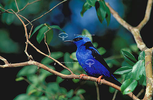  (Cyanerpes cyaneus) Red-legged Honeycreeper 