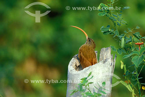  (Campylorhamphus trochilirostris) Red Billed Scythebill - Mato Grosso state - Brazil 