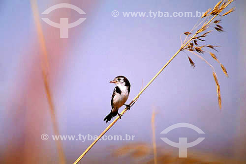  (Alectrurus tricolor) Cock-tailed Tyrant - Emas National Park* - Goias state - Brazil *The park is a UNESCO World Heritage Site since 12-16-2001. 