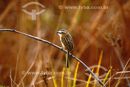  (Culicivora caudacuta) Sharp-tailed Grass-tyrant - Emas National Park* - Goias state - Brazil *The park is a UNESCO World Heritage Site since 12-16-2001. 