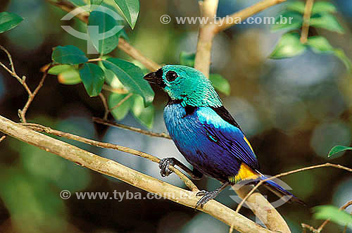  (Tangara fastuosa) Seven-coloured Tanager , endemic in the northeast of Brazil.  