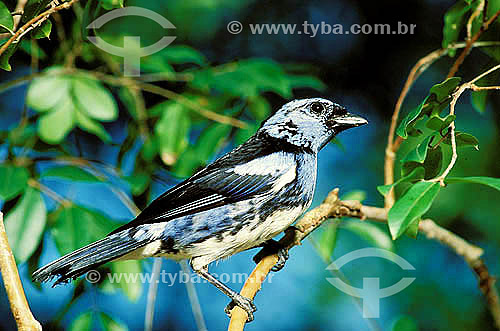  (Tangara mexicana)Turquoise Tanager  