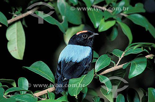  Blue-Backed Manakin (Chiroxiphia pareola) - Brazil 