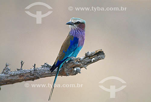  Lilac-breasted Roller (Coracias caudata) - Africa 