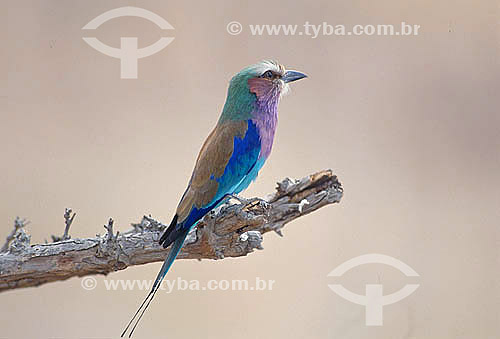  Lilac-breasted Roller (Coracias caudata) - Africa 