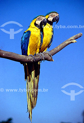  (Ara ararauna) - Couple of Blue-And-Yellow Macaw - Brazil 