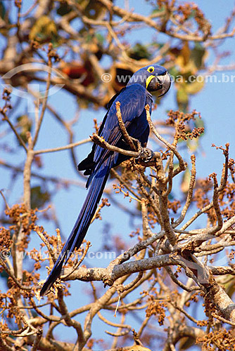  (Anodorhynchus hyacinthinus) Hyacinth Macaw - Brazil 