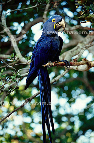  (Anodorhynchus hyacinthinus) - Hyacinth Macaw - Brazil 