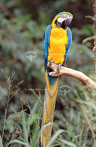  (Ara ararauna)  Blue-And-Yellow Macaw - Brazil 