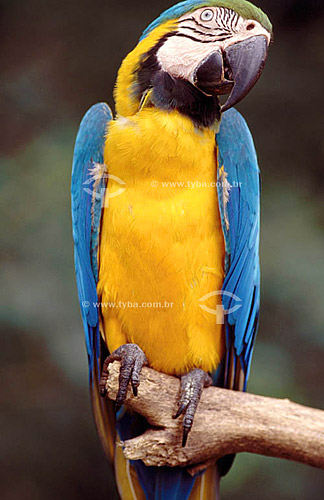  (Ara ararauna)  Blue-And-Yellow Macaw - Brazil 