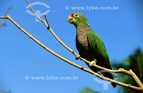  (Amazona vinacea) Vinaceous breasted Parrot - Distributed in Southeast region and in South of Rio Grande do Sul state - Brazil 