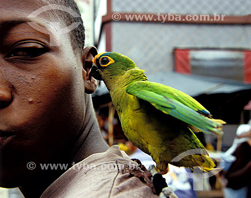  Boy with a parrot on his shoulder 