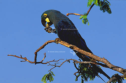  (Anodorhynchus leari) Lear`s Macaw or  Indigo Macaw - Caatinga Ecosystem - Bahia state - Brazil 