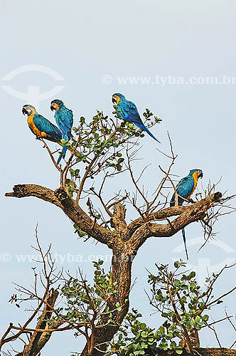  (Ara ararauna) Blue and Yellow Macaw - Emas National Park - Goias state - Brazil 