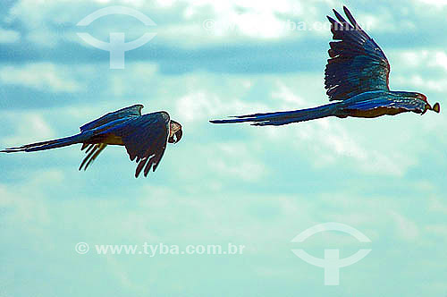  (Ara ararauna) Blue and Yellow Macaws flying - Emas National Park - Goias state - Brazil 