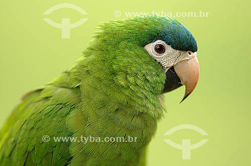  Papagaio Maracanã Parrot - Emas National Park * - Cerrado Ecosystem - Goias state - Brazil  *The park is a UNESCO World Heritage Site since 12-16-2001. 