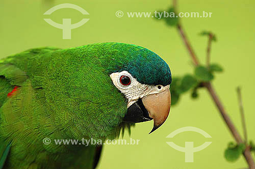  Papagaio Maracanã Parrot - Emas National Park * - Cerrado Ecosystem - Goias state - Brazil  *The park is a UNESCO World Heritage Site since 12-16-2001. 
