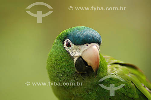  Papagaio Maracanã Parrot - Emas National Park * - Cerrado Ecosystem - Goias state - Brazil  *The park is a UNESCO World Heritage Site since 12-16-2001. 