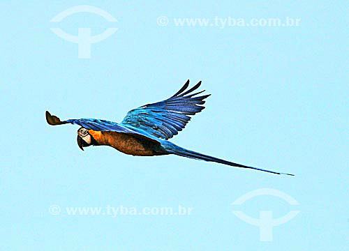  (Ara ararauna) Blue-And-Yellow Macaw - Emas National Park* - Goias state - Brazil *The park is a UNESCO World Heritage Site since 12-16-2001. 