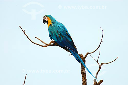  (Ara ararauna) Blue-And-Yellow Macaw - Emas National Park* - Goias state - Brazil *The park is a UNESCO World Heritage Site since 12-16-2001. 