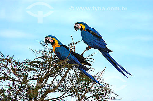  (Ara ararauna) Blue and Yellow Macaws - Emas National Park - Goias state - Brazil 