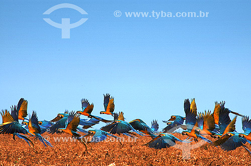  (Ara ararauna) Blue and Yellow Macaws flying - Emas National Park - Goias state - Brazil 