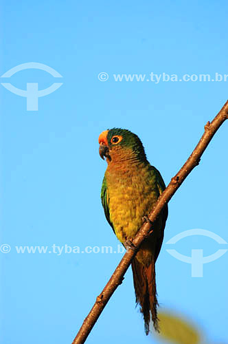  (Aratinga aurea) Peach-fronted Parakeet - Emas National Park* - Goias state - Brazil * The park is a UNESCO World Heritage Site since 12-16-2001. 