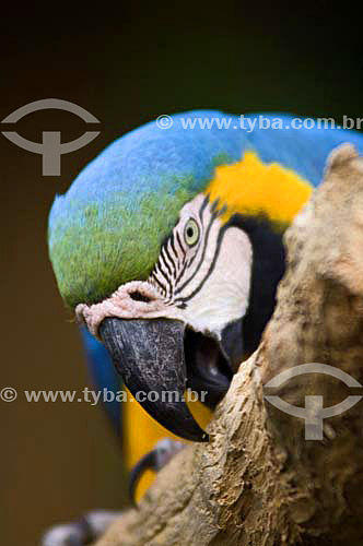  Macaw (Ara araruana) at Bird´s Park - Iguaçu Falls - Parana state - Brazil 