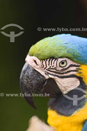  Macaw (Ara araruana) at Bird´s Park - Iguaçu Falls - Parana state - Brazil 