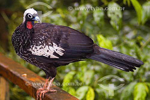  Black-fronted piping-guan ( Pipile jacutinga) at Bird´s Park - Iguaçu Falls - Parana state - Brazil 