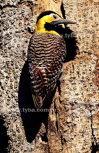  (Colaptes campestris) - Campo Flicker - Pantanal National Park* - Mato Grosso state - Brazil  * The Pantanal Region in Mato Grosso state is a UNESCO World Heritage Site since 2000. 