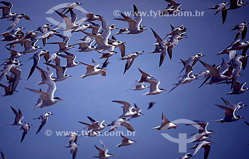  (Sterna sp) Flock of birds flying - Tern - coastal birds from Rio Grande do Sul state - Brazil 