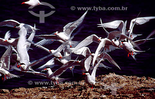  (Sterna sp) Migratory birds - Patagonia Region - Argentina 